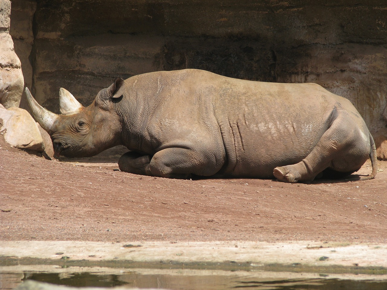 rhino relax nap free photo