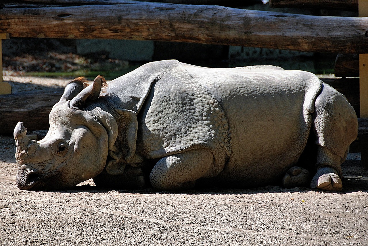 rhino lying zoo free photo