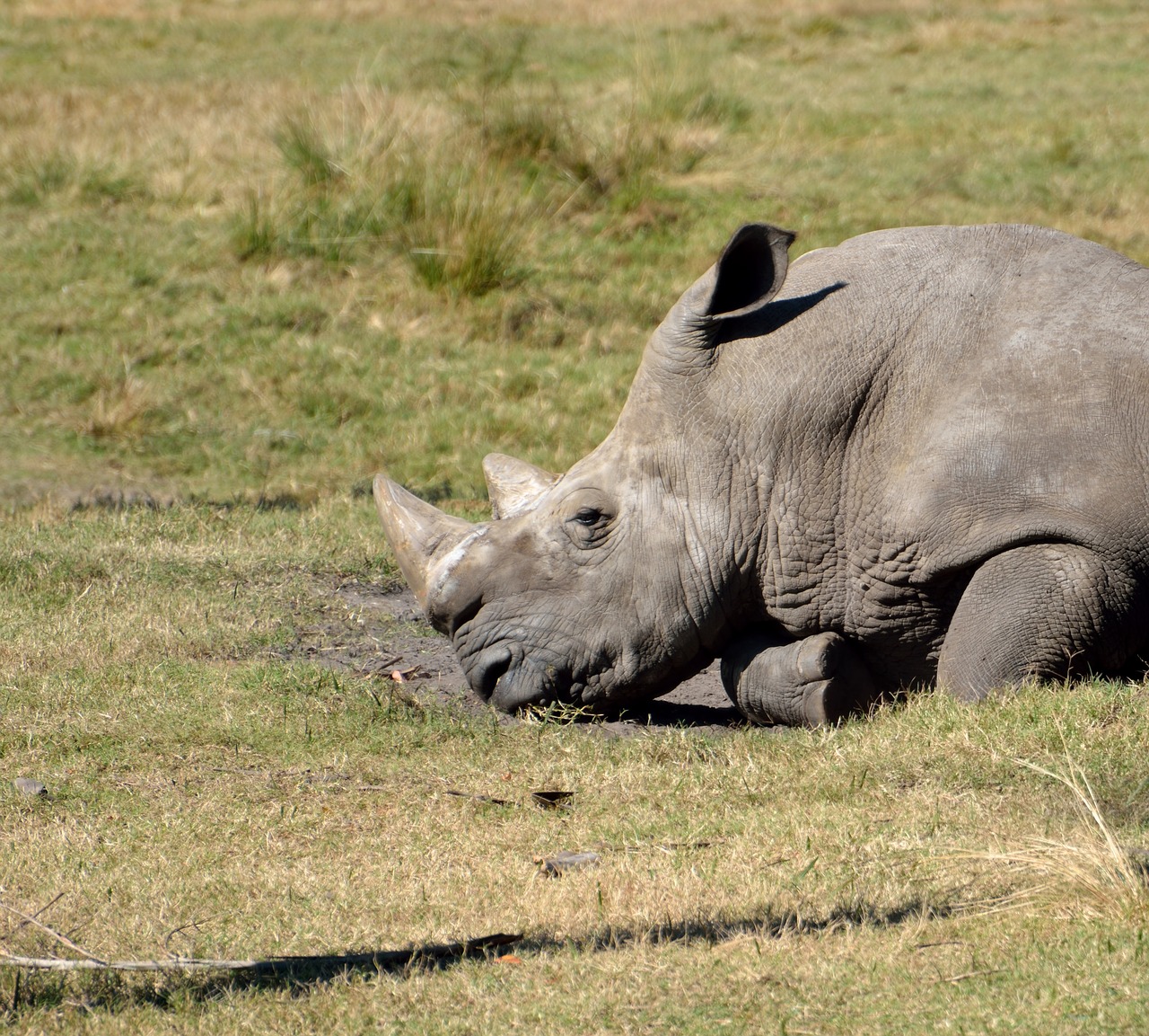 rhino wildlife safari free photo