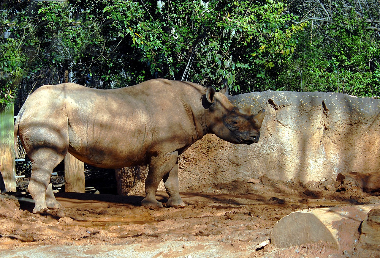 rhino wildlife animal free photo