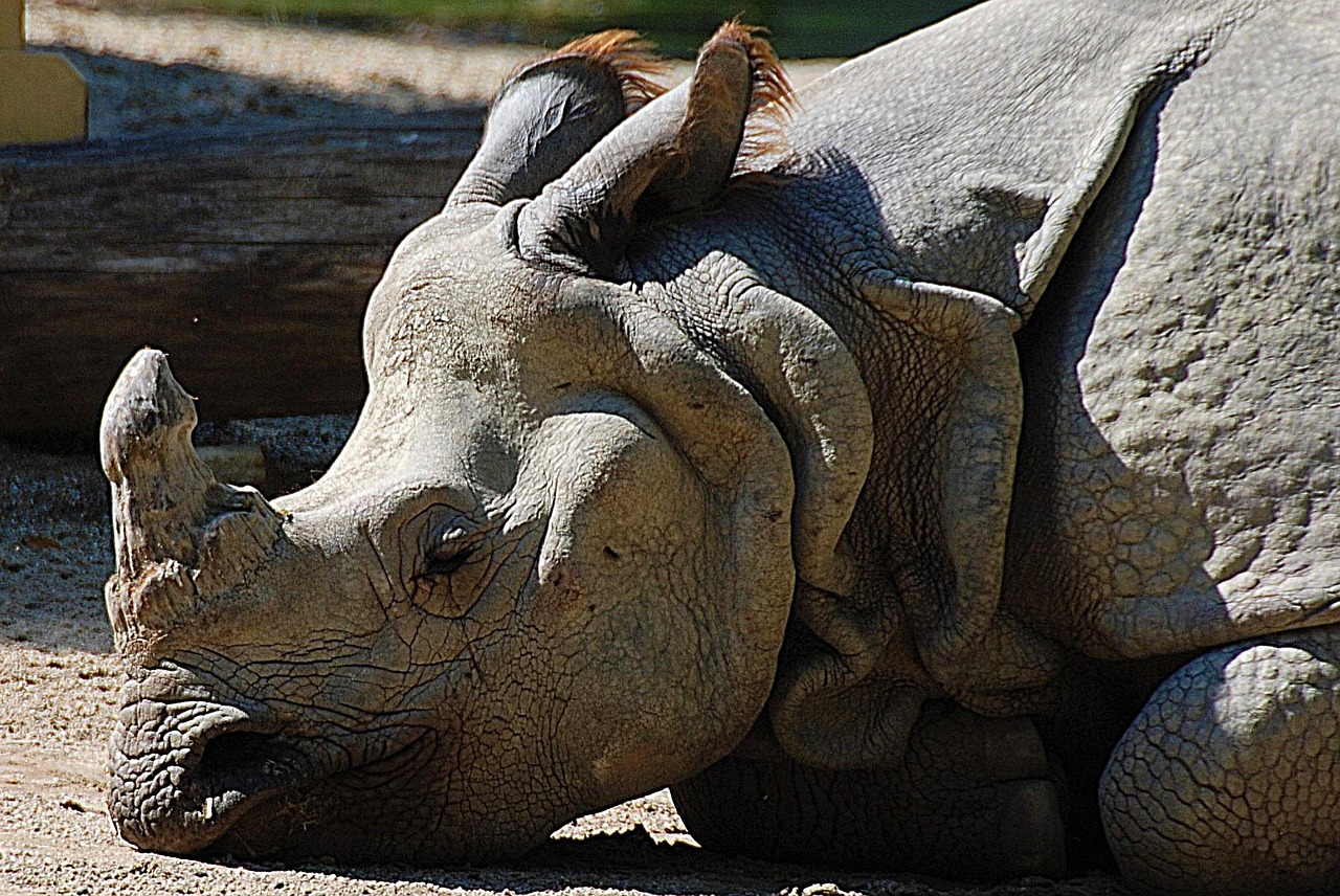 rhino closeup pachyderm free photo