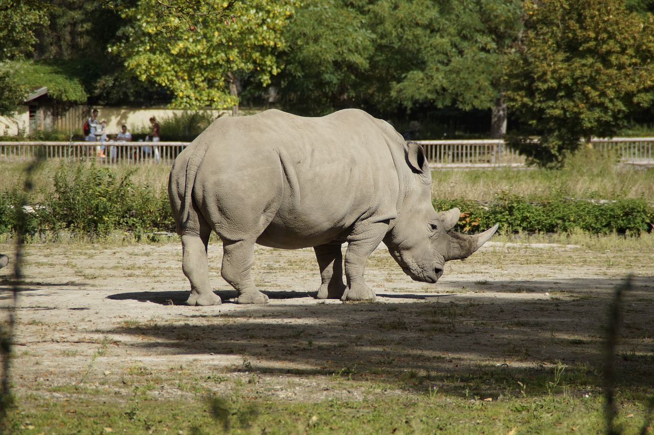 rhino zoo enclosure free photo