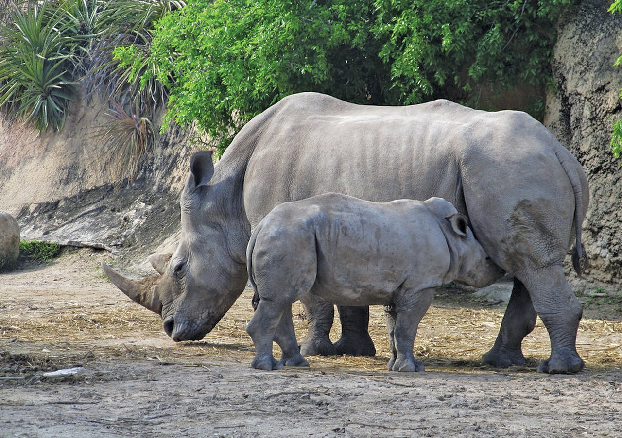 rhino animal zoo free photo