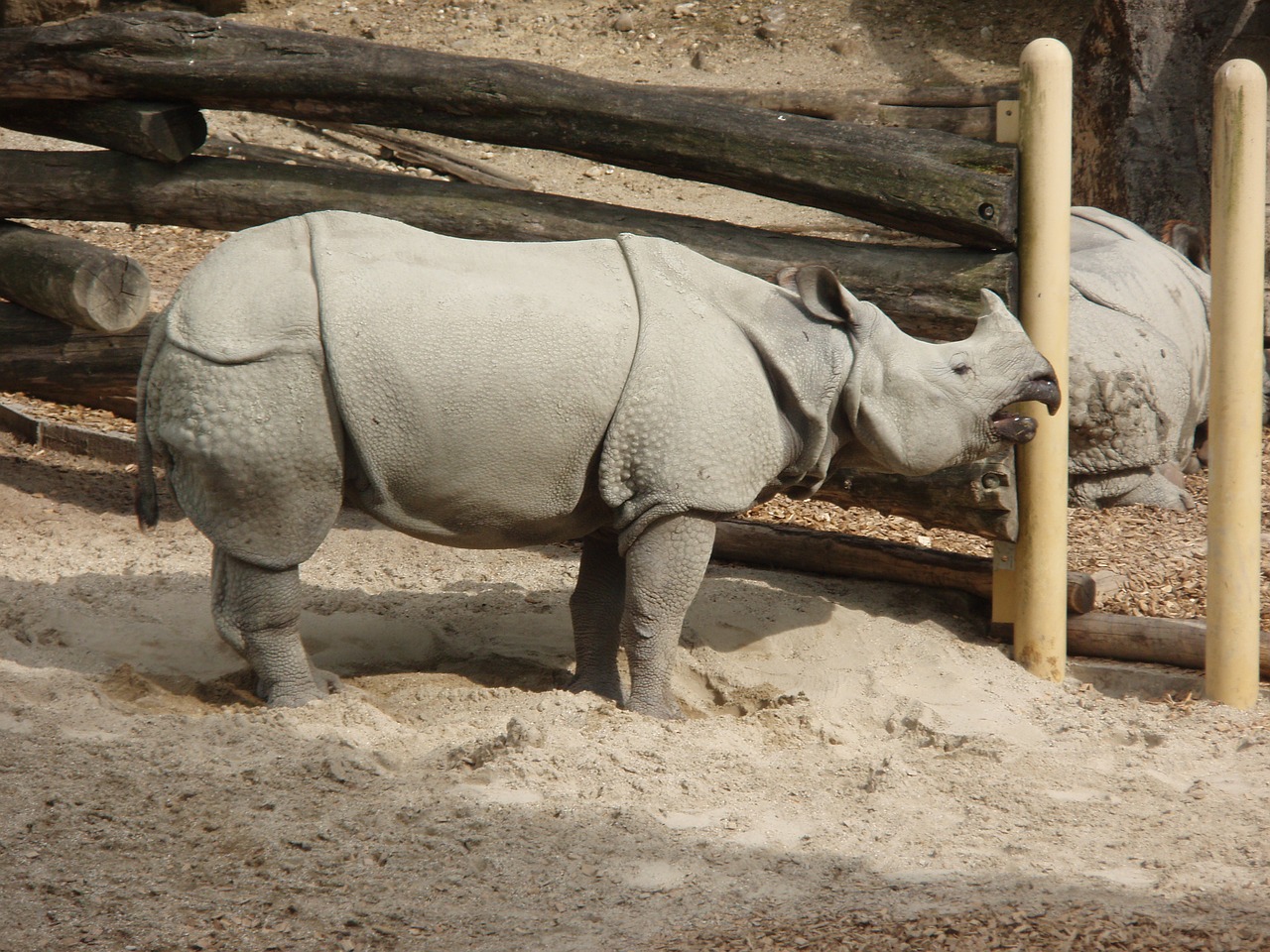 rhino black rhino zoo free photo