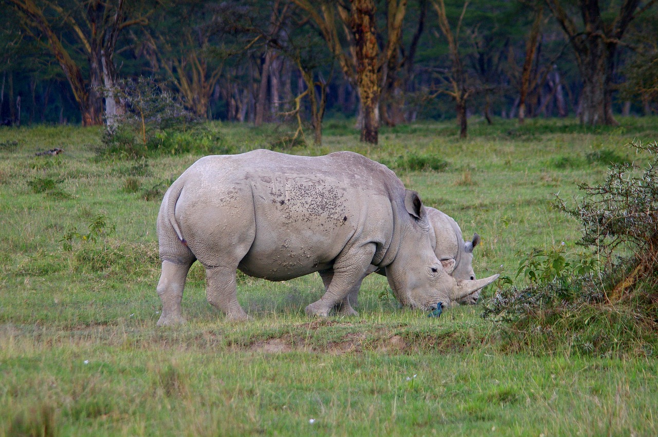 rhino africa safari free photo