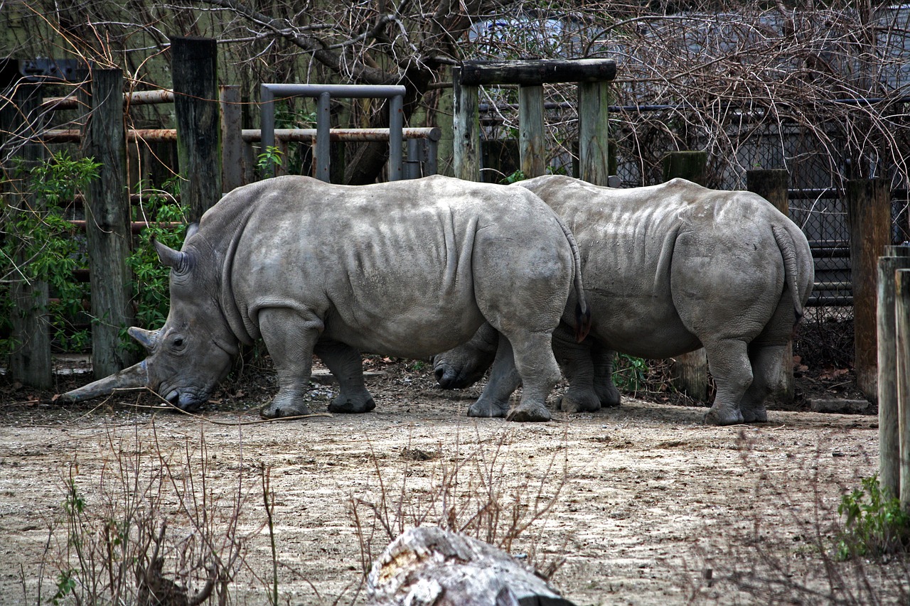 rhino rhinoceros horned free photo