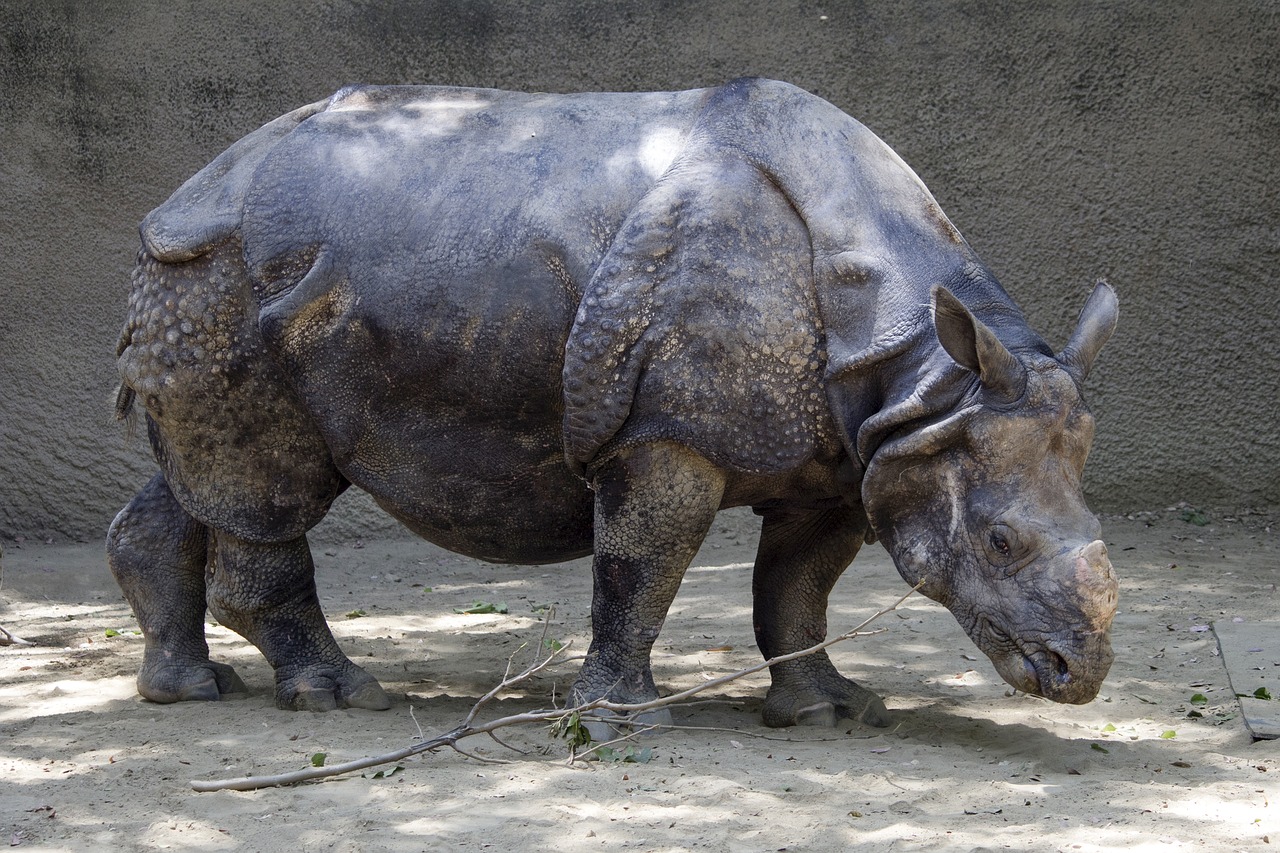 rhino animal rhinoceros free photo