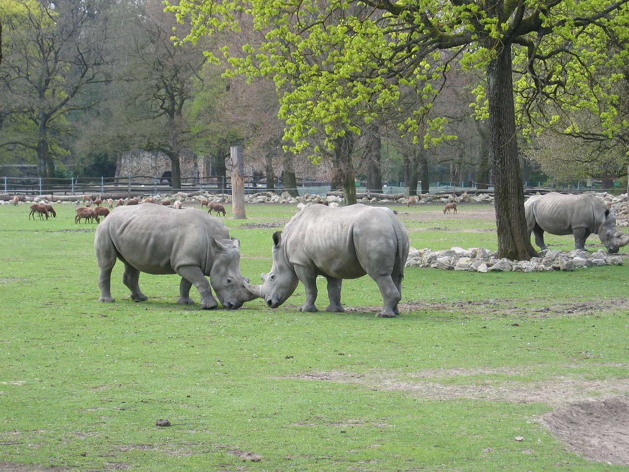 rhino zoo outdoor enclosures free photo