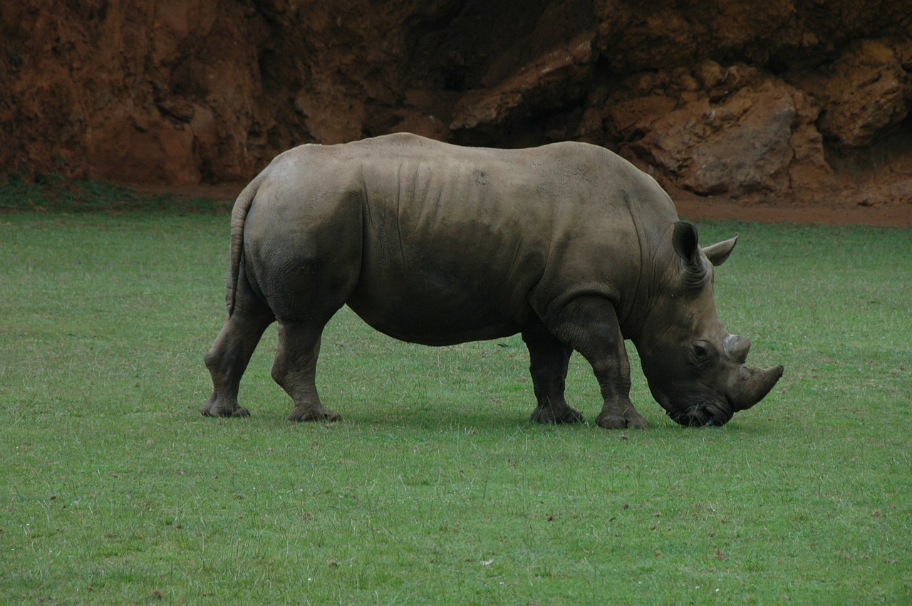 rhino africa horn free photo