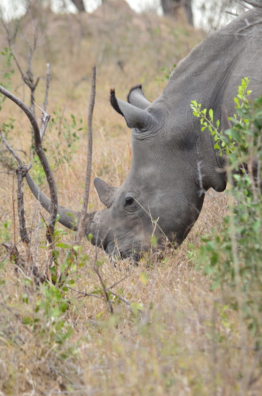 rhino africa savannah free photo