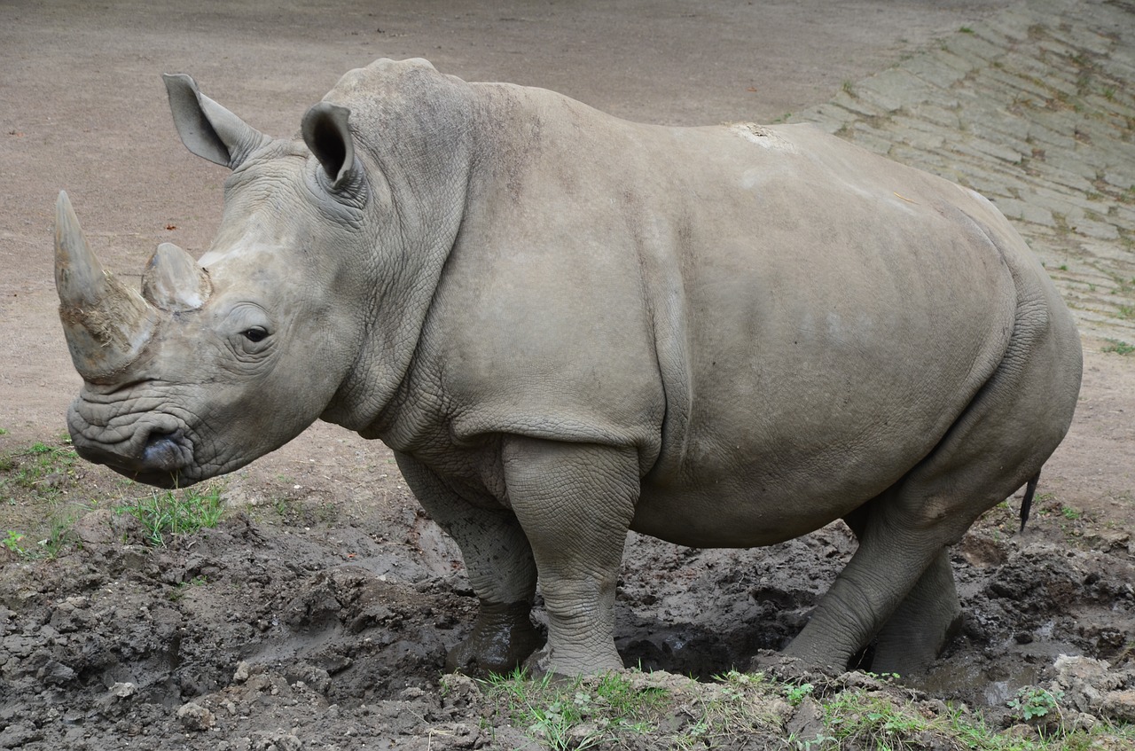 rhino zoo nature park free photo