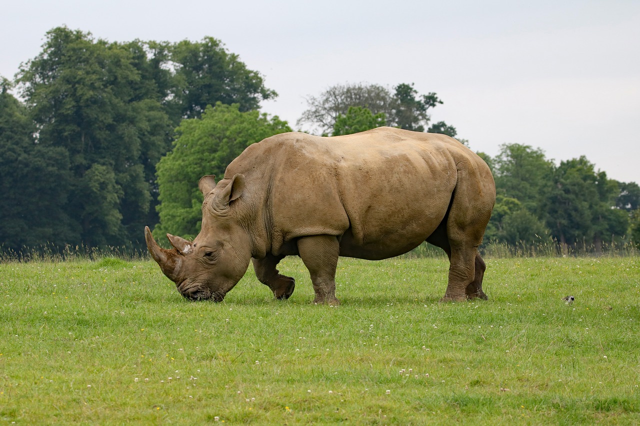 rhino rhinoceros animal free photo