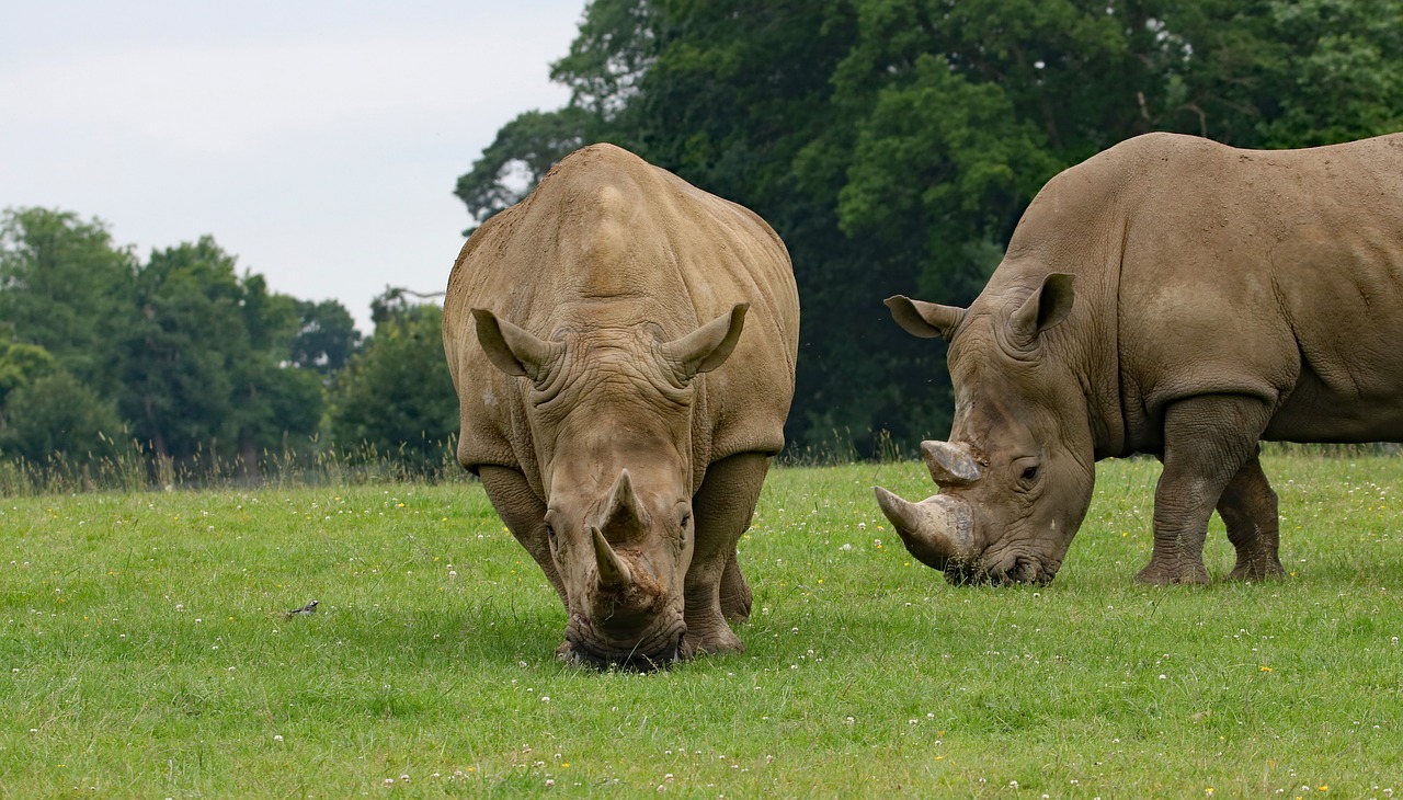 rhino large animal rhinoceros free photo