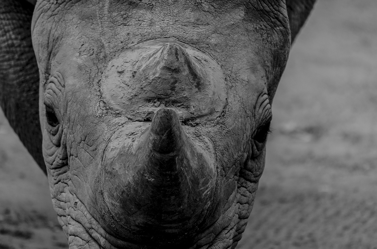 rhino animals wild free photo