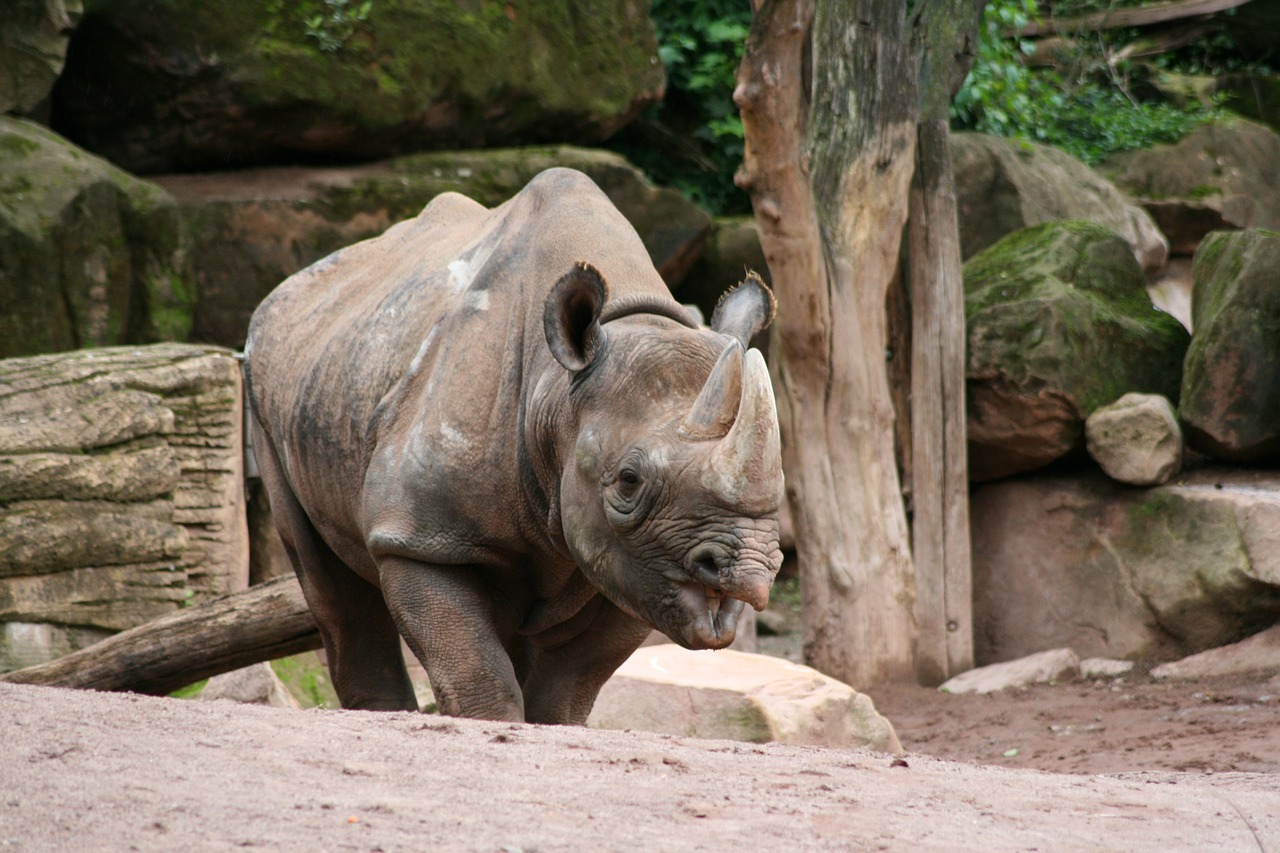 rhino zoo animals free photo