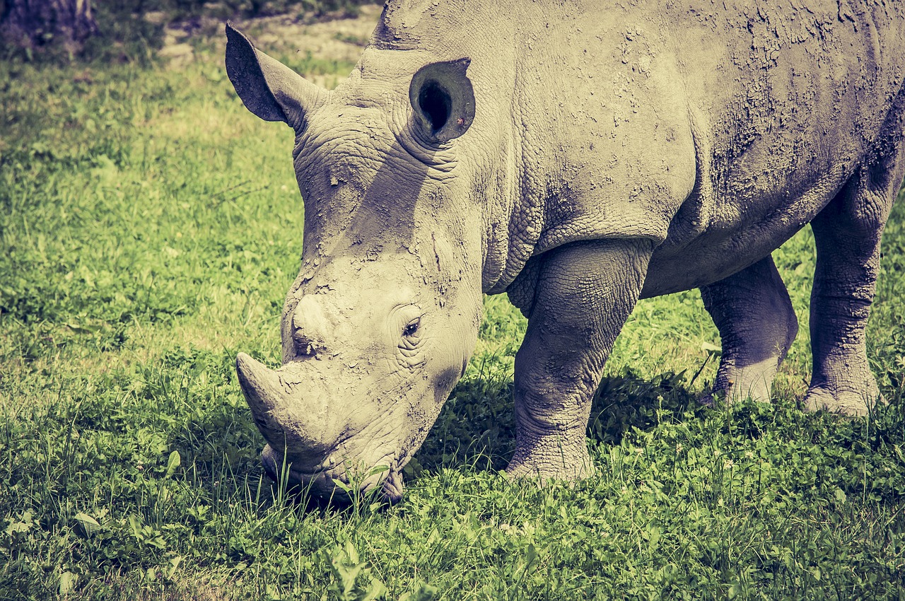 rhino eat grass free photo