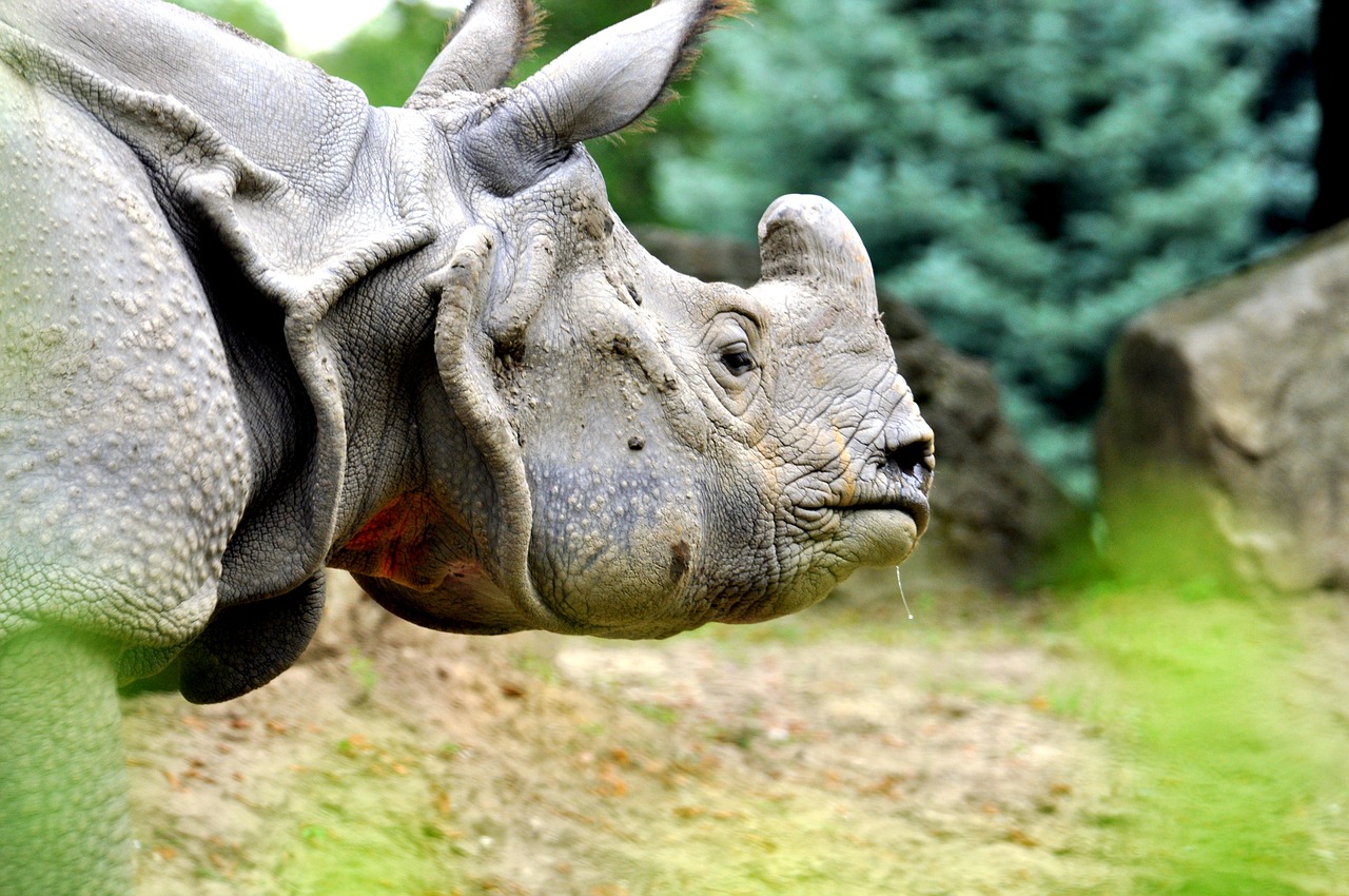 rhino zoo horn free photo