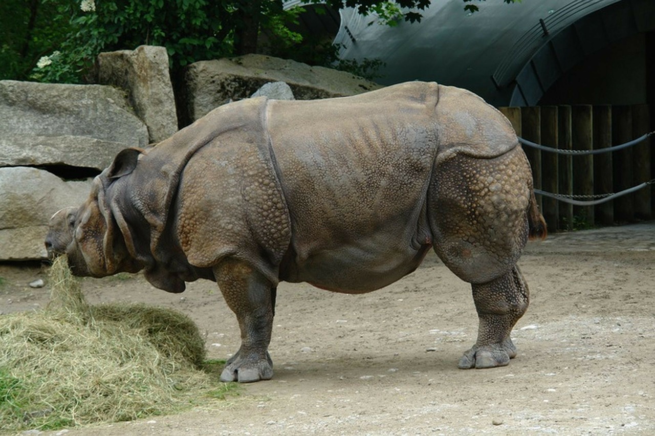 rhino perissodactyla mammal free photo
