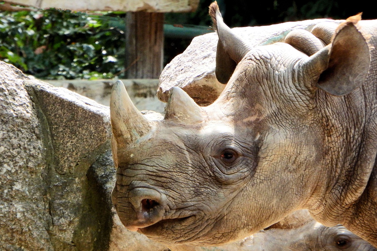 rhino horns head free photo