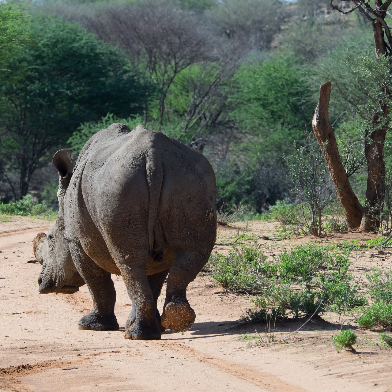 rhino mammal namibia free photo