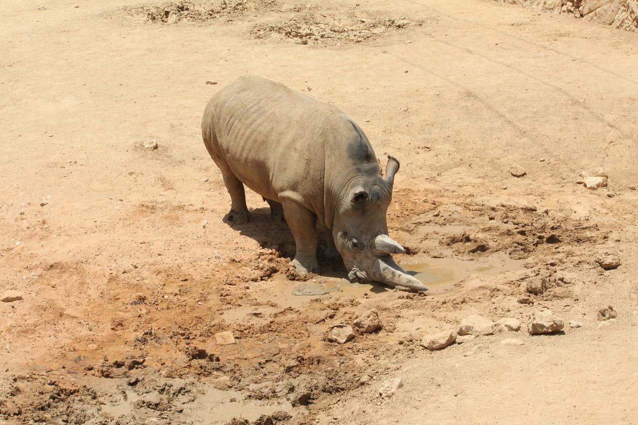 rhino wild africa free photo