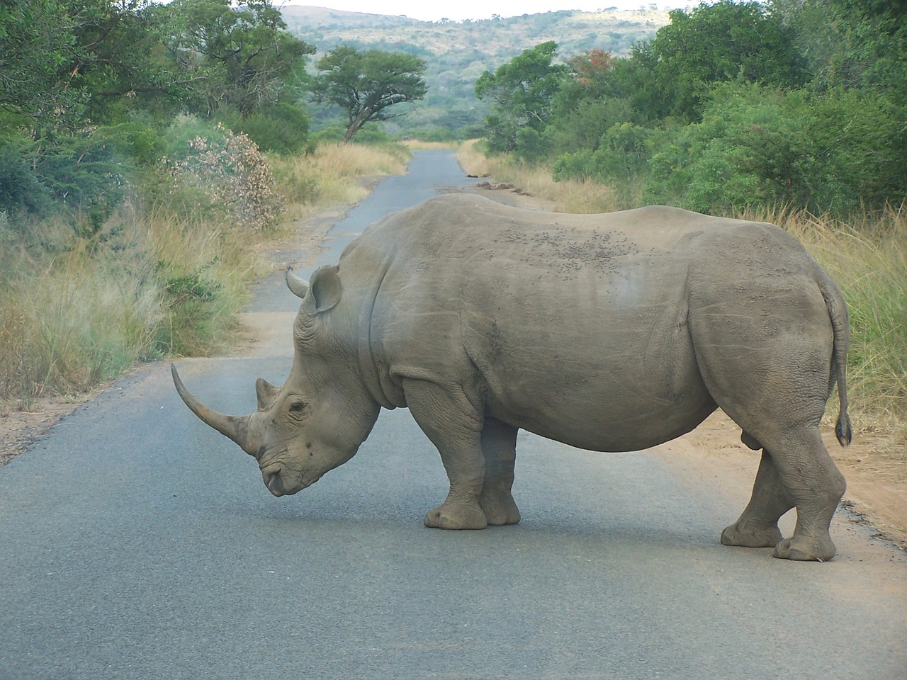 rhino africa south africa free photo