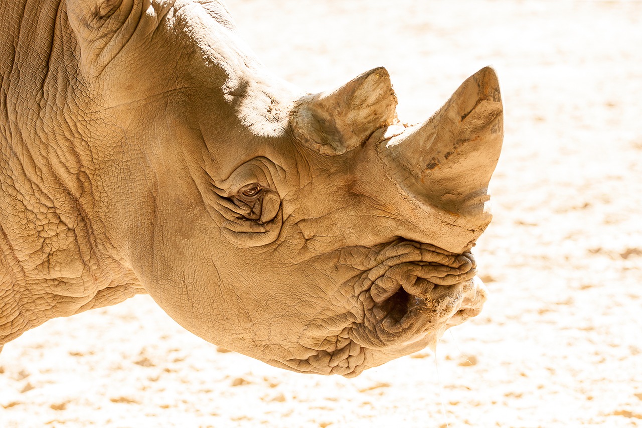 rhino africa pachyderm free photo