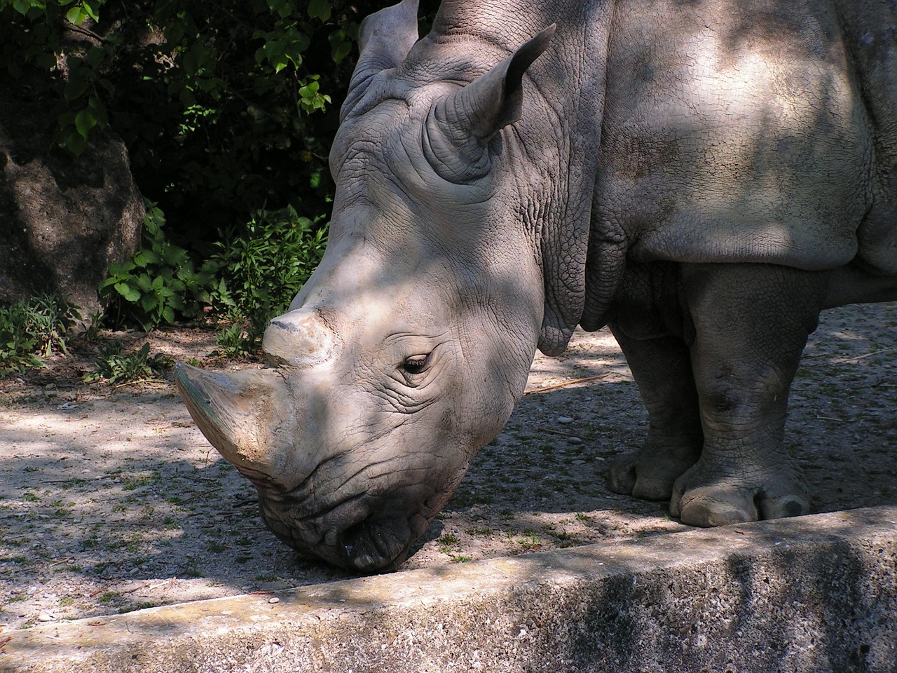 rhino zoo safari free photo
