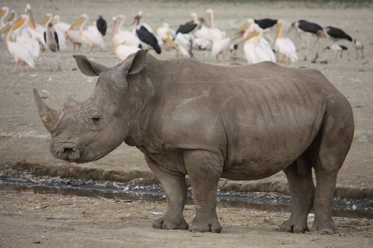 rhino kenya africa free photo