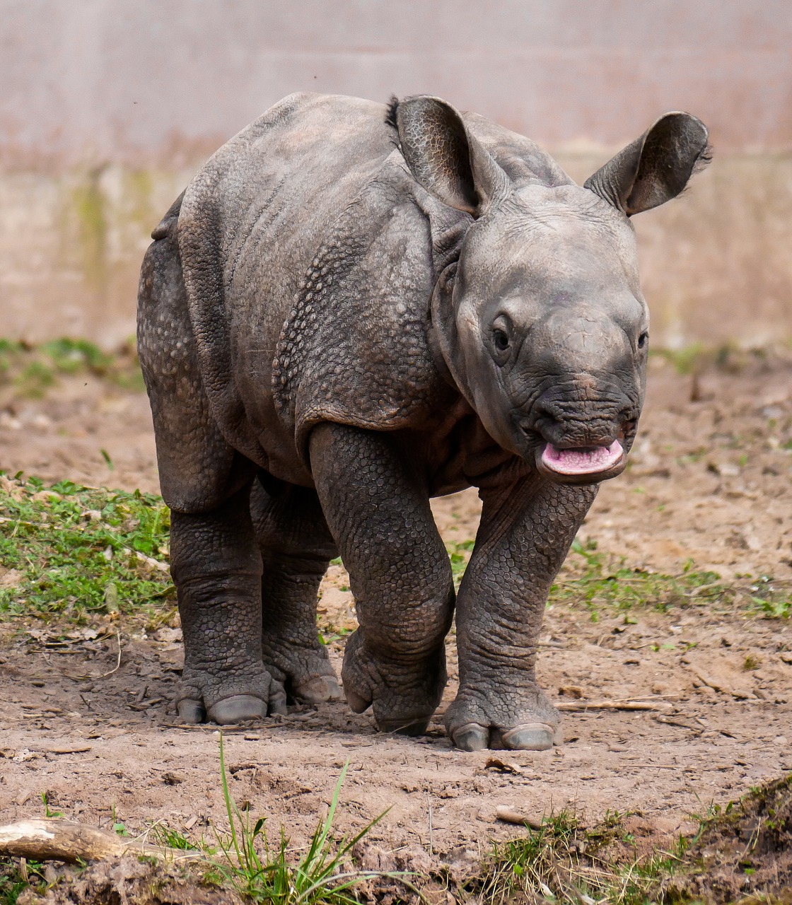 rhino animal pachyderm free photo