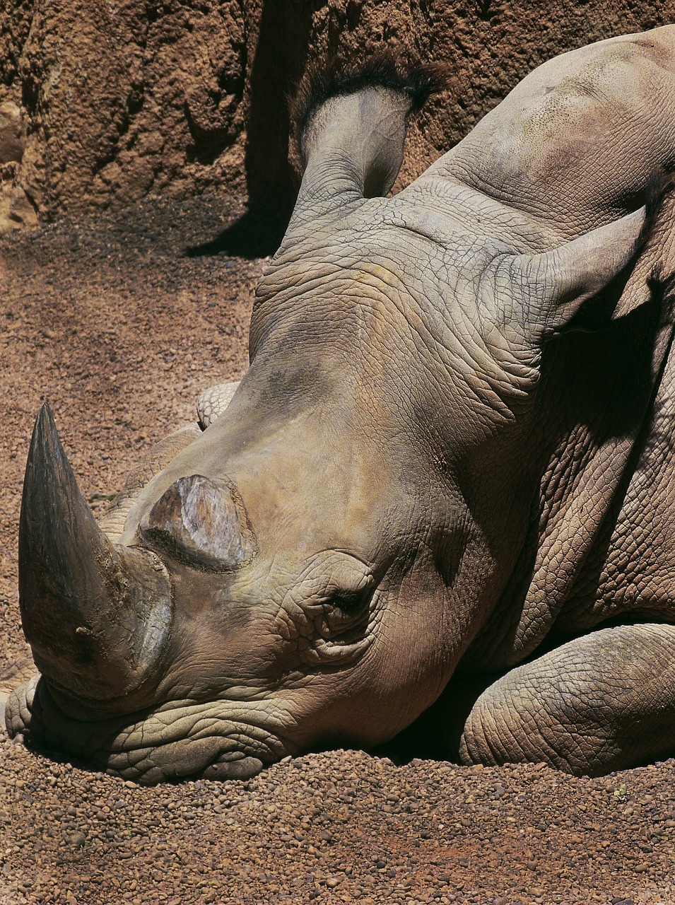rhino boring animals free photo