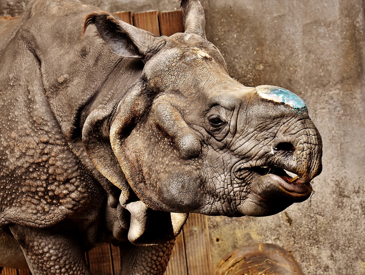 rhino animal animal world free photo