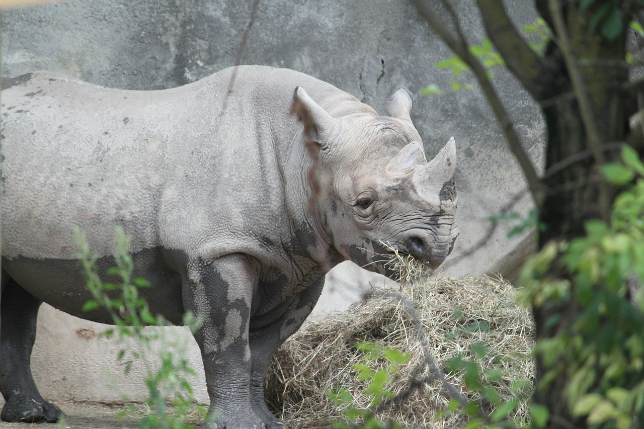 rhino africa rhinoceros free photo