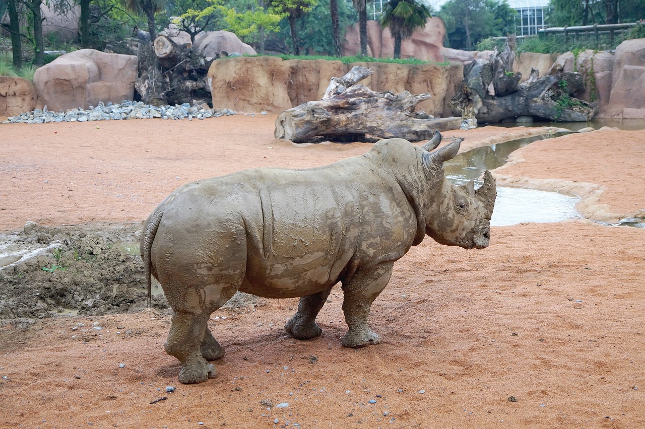 rhino zoo animals free photo