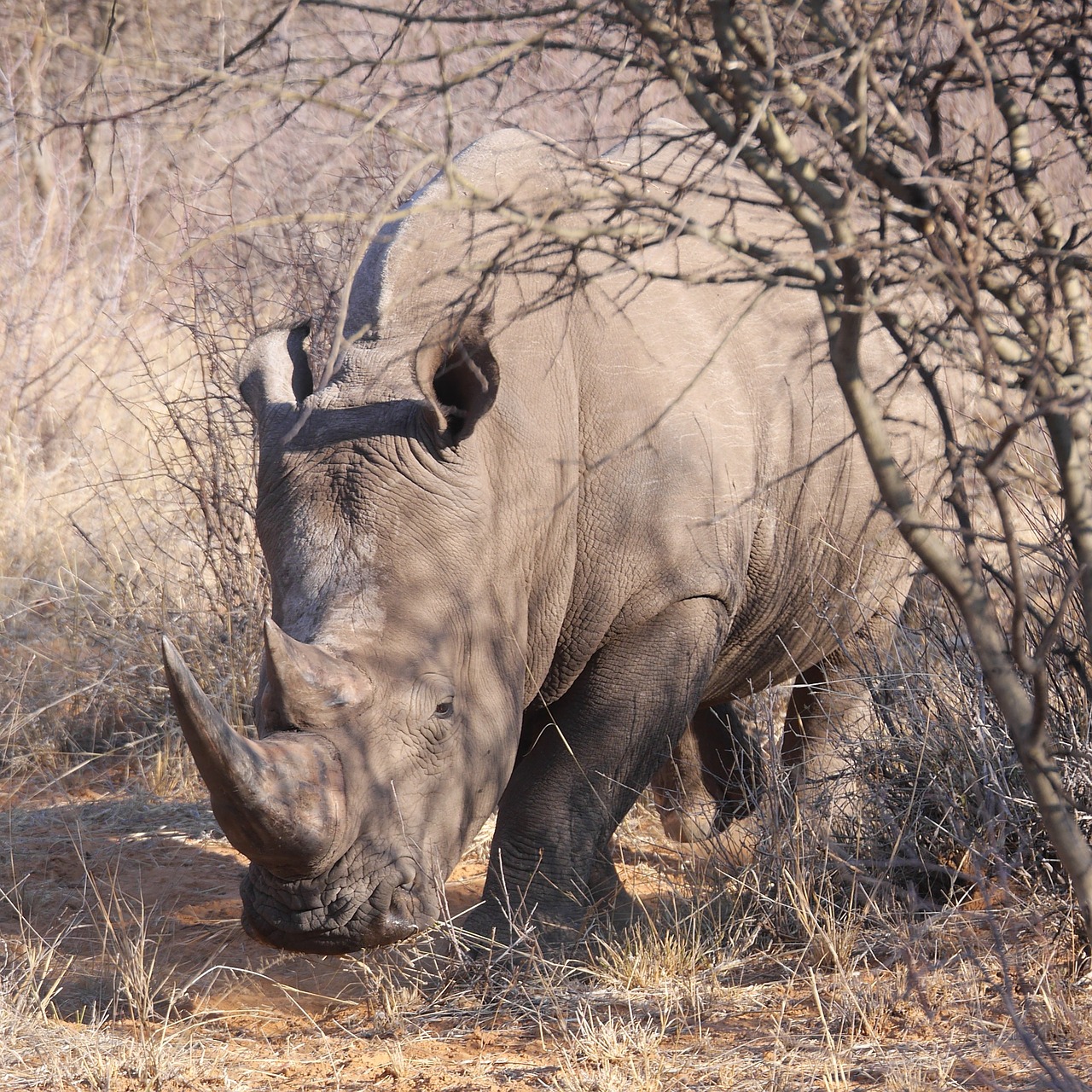 rhino namibia safari free photo