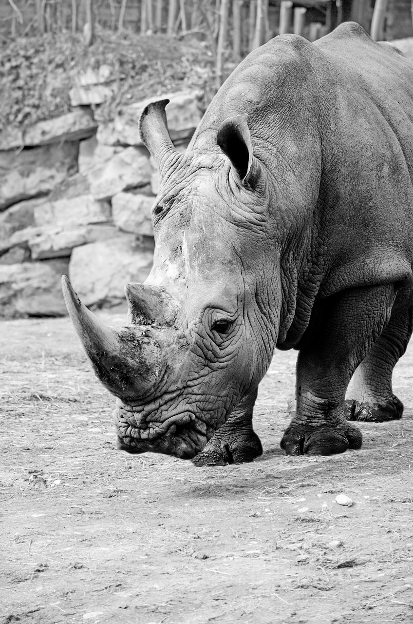 rhino white rhino rhinoceros free photo