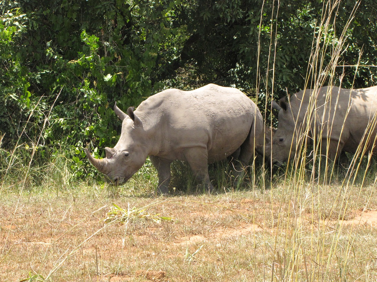 rhino white rhino uganda free photo