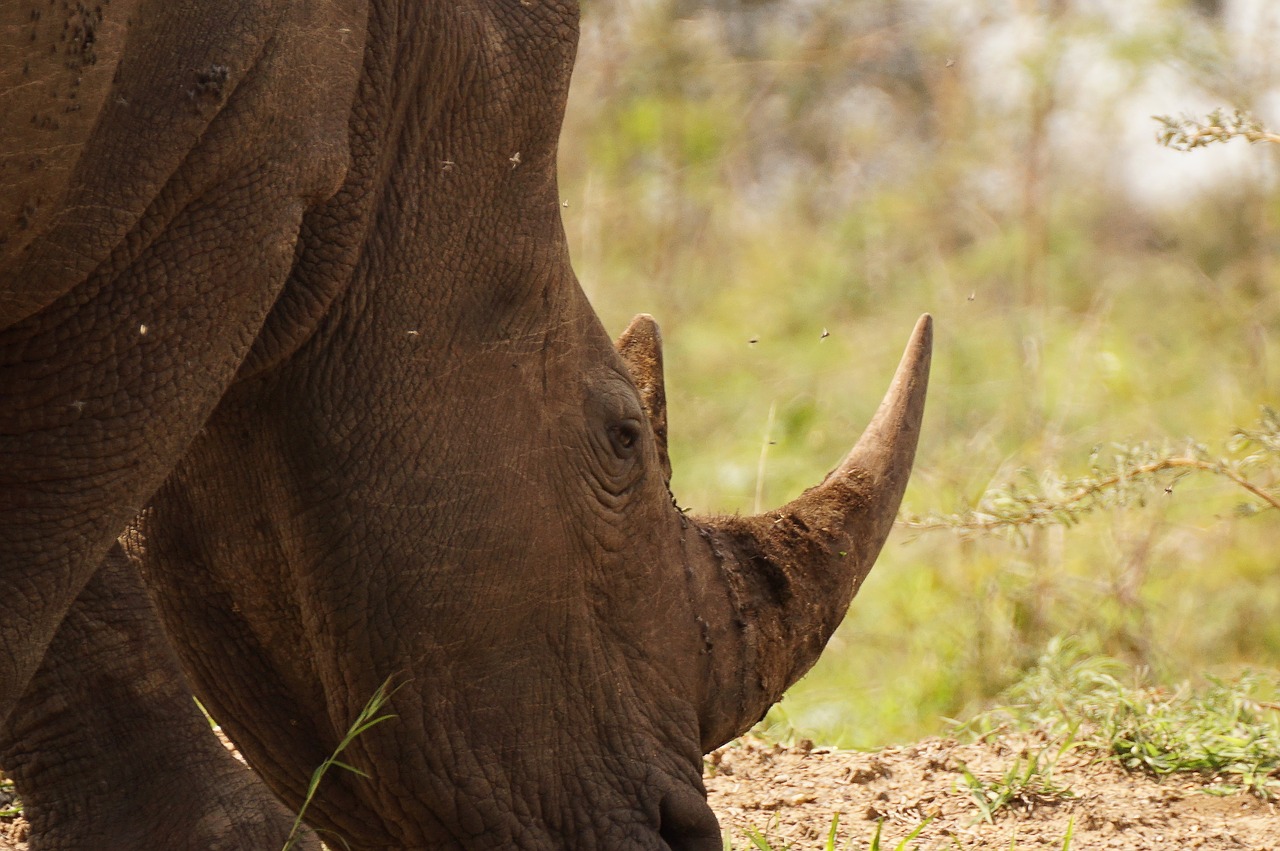 rhino game animal free photo