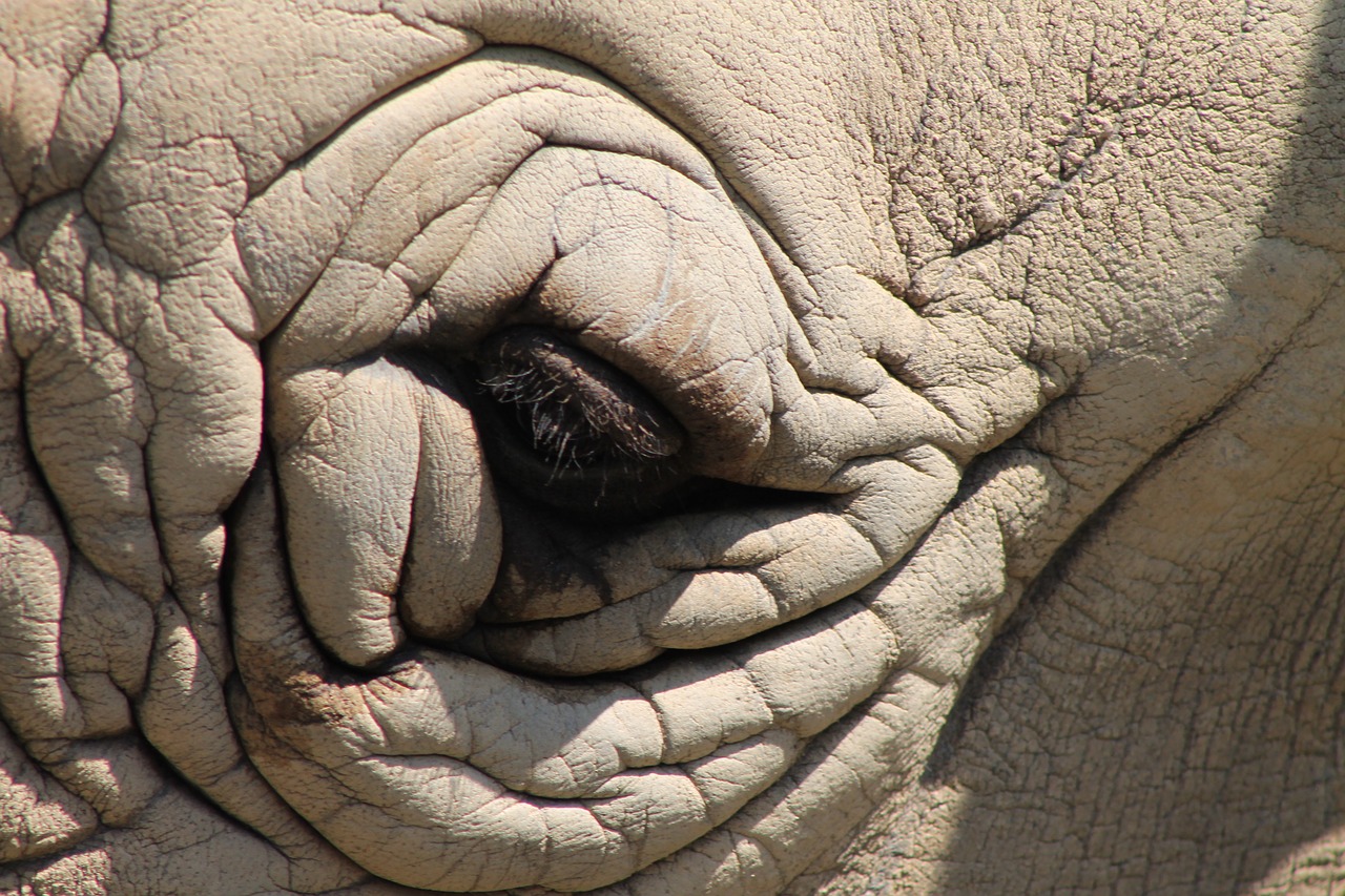 Rhino Eye Head Wild Animal Free Image From Needpix Com