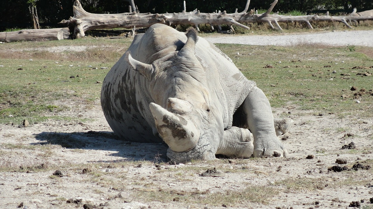 rhino africa animal free photo