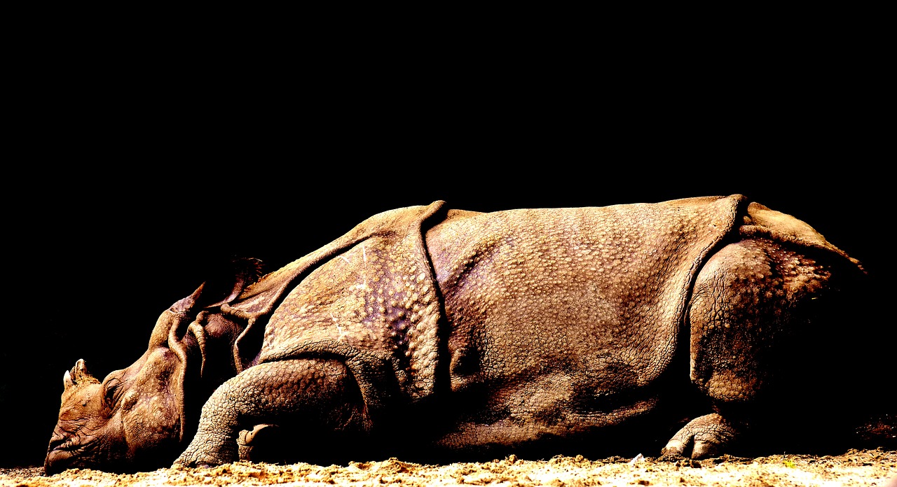 rhino wild animal wildlife photography free photo