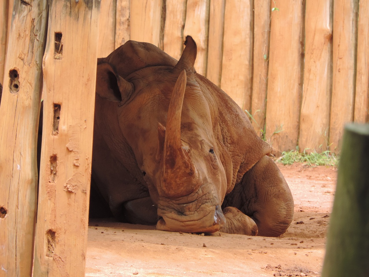 rhino brown animal free photo