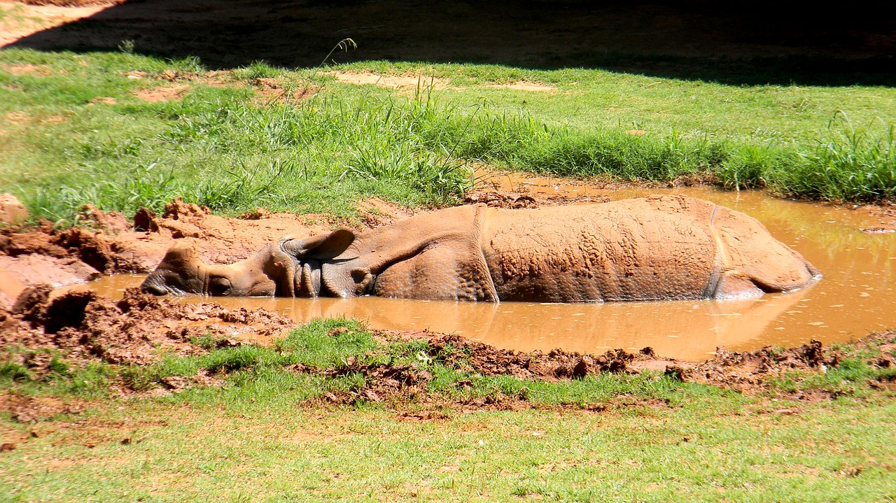 rhino zoo animal free photo