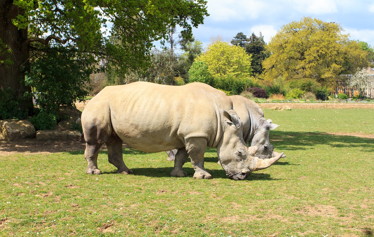 rhino zoo animal free photo