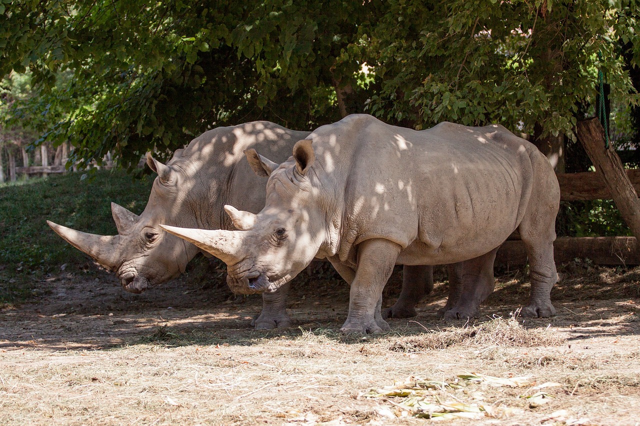 rhino animal nature park free photo