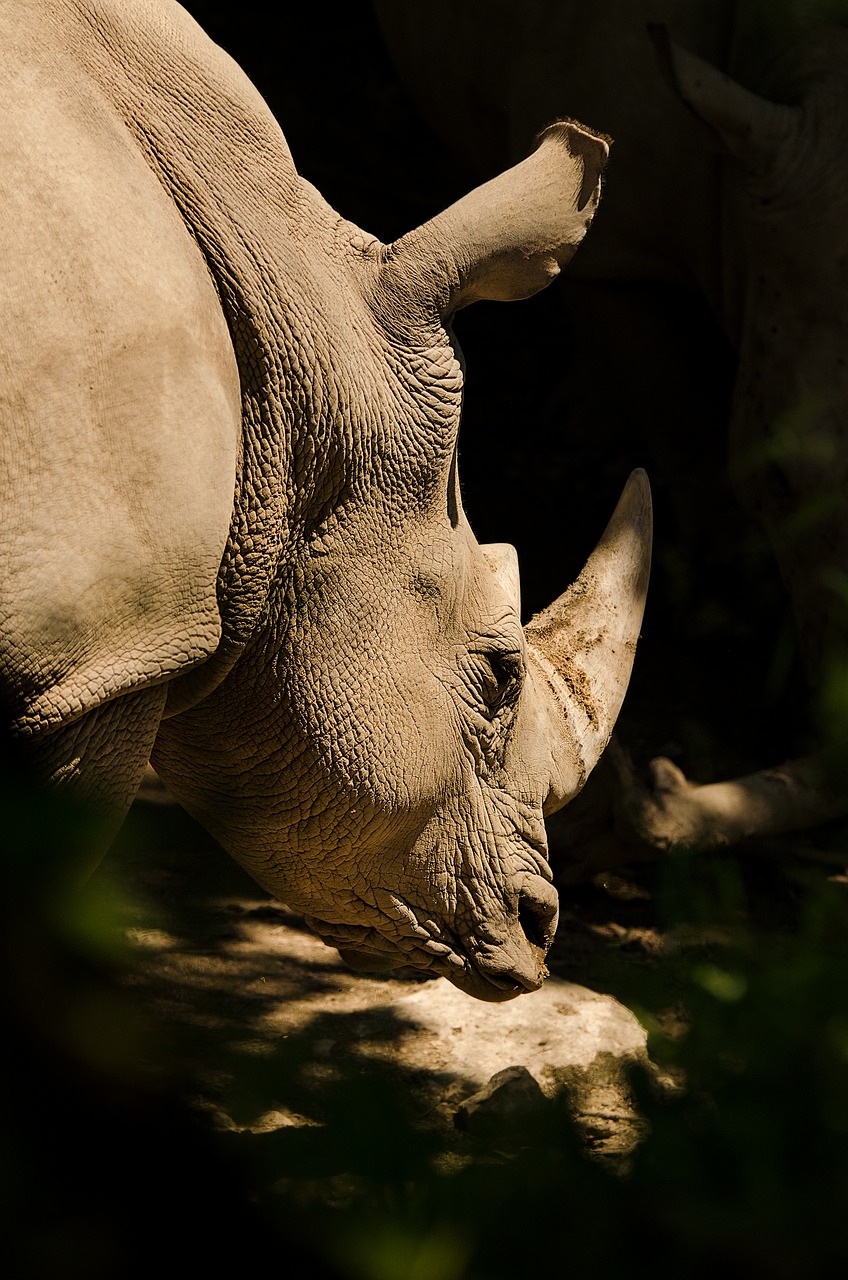 rhino white rhino rhinoceros free photo