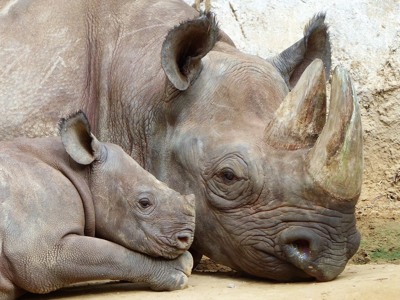 rhino magdeburg zoo free photo