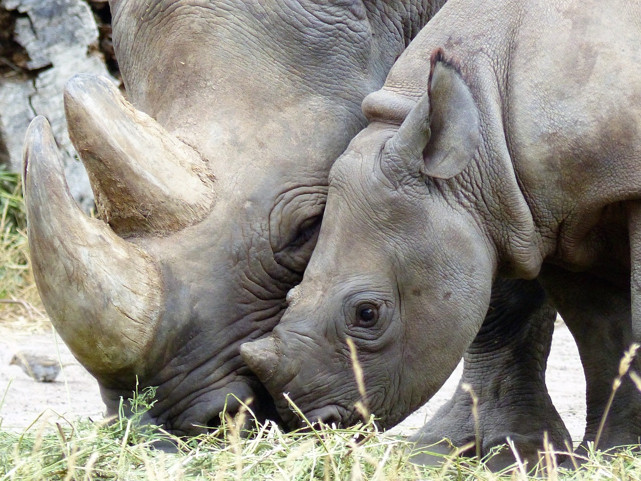 rhino black rhino magdeburg free photo