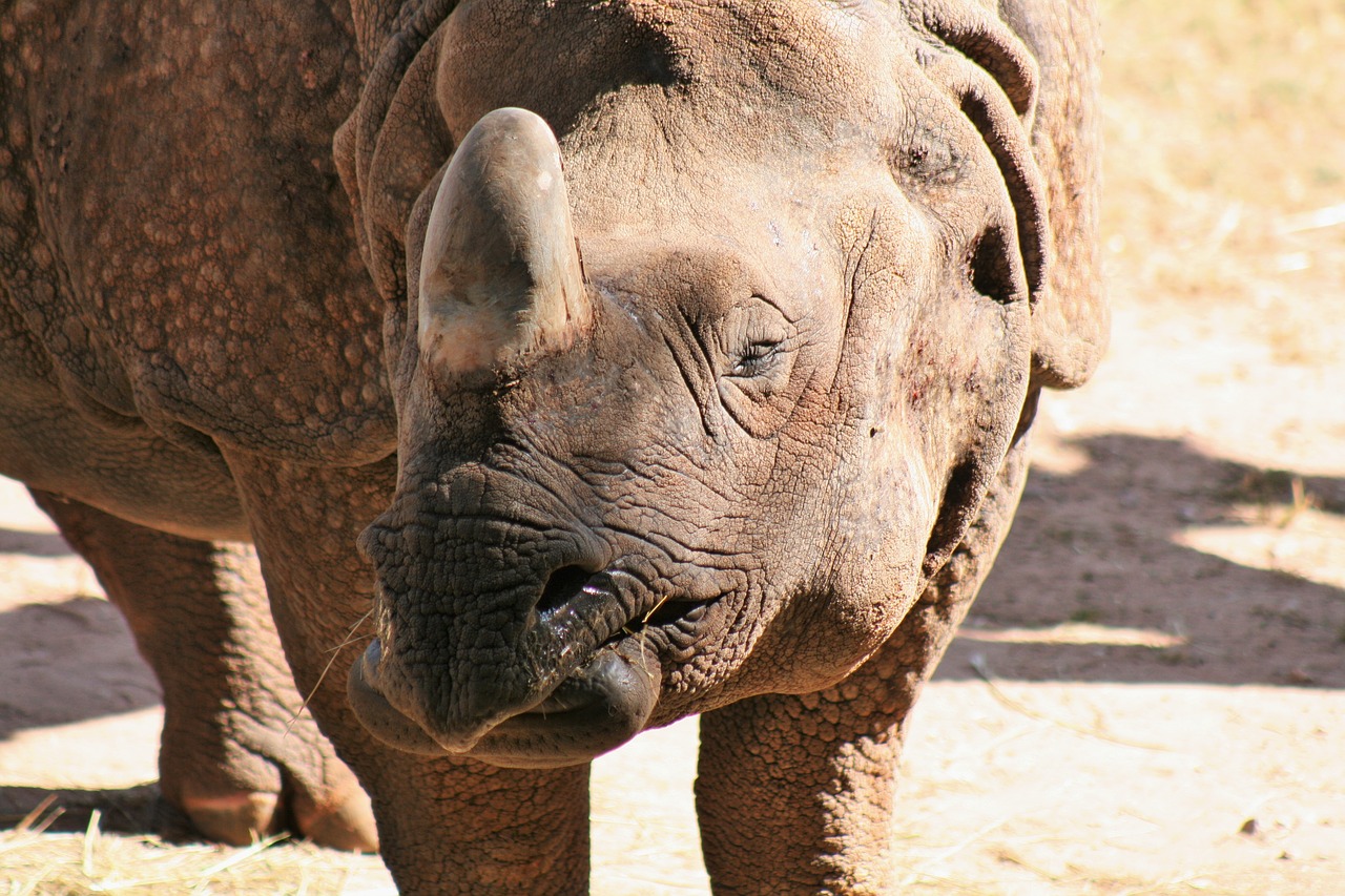 rhino africa big game free photo