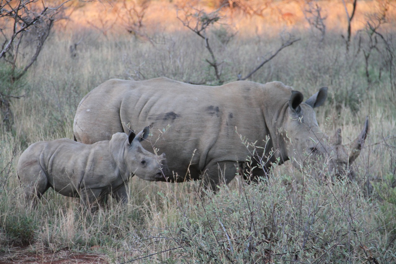 rhino endangered family free photo